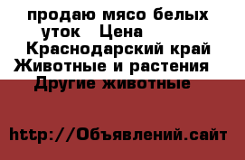 продаю мясо белых уток › Цена ­ 300 - Краснодарский край Животные и растения » Другие животные   